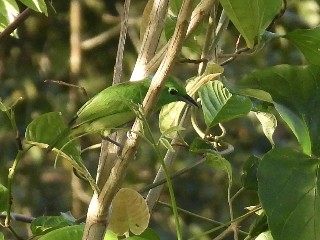 Green Shrike-Vireo (Vireolanius pulchellus), photo 8