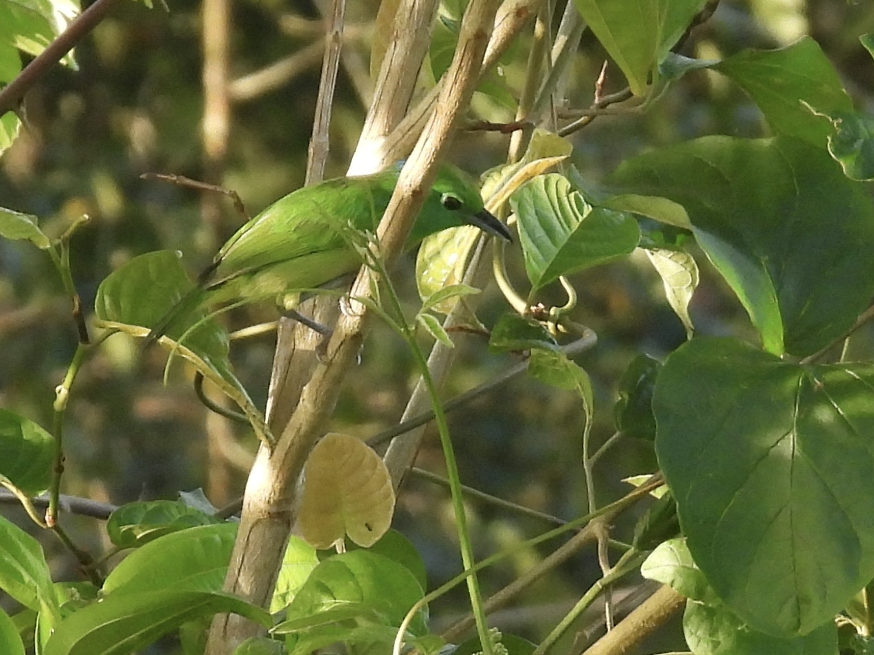 Green Shrike-Vireo (Vireolanius pulchellus), photo 7