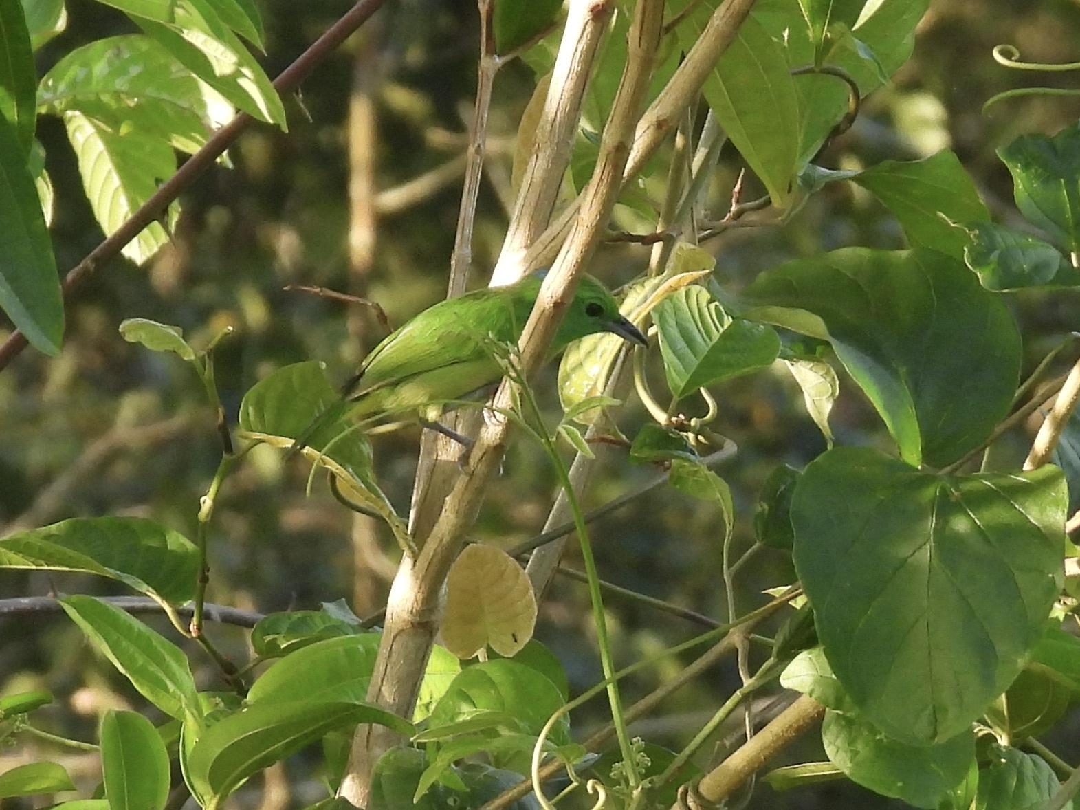 Green Shrike-Vireo (Vireolanius pulchellus), photo 9