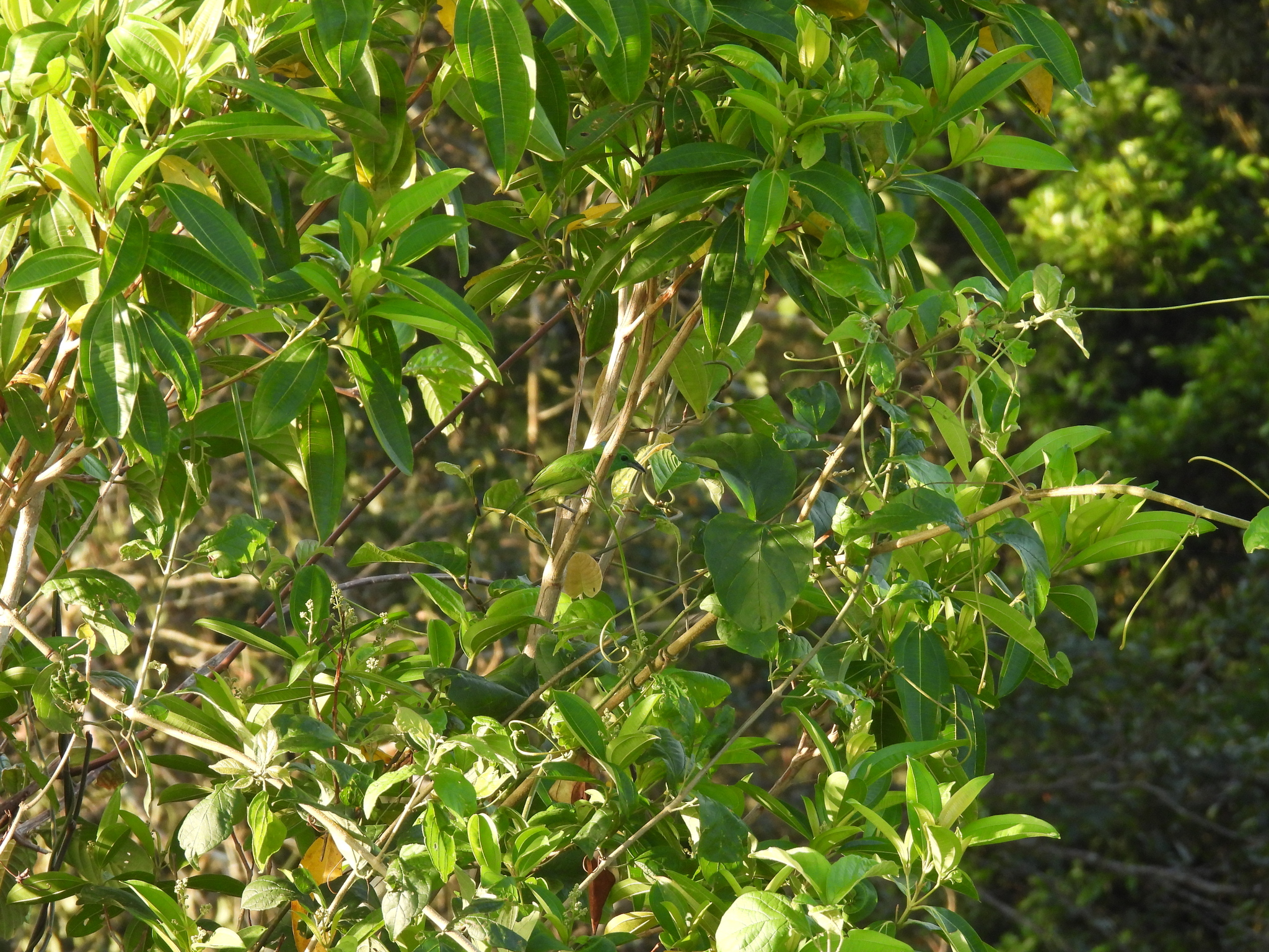 Green Shrike-Vireo (Vireolanius pulchellus), photo 10