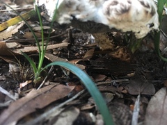 Strobilomyces strobilaceus image