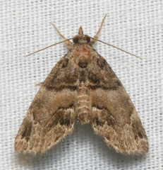 Cutina distincta