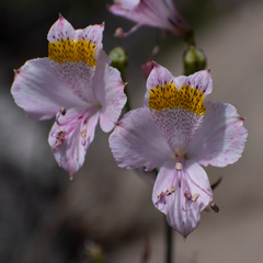 Alstroemeria pallida, photograph (c) Gabriela Cartes, some rights reserved (CC BY)
