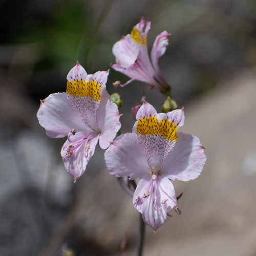 Alstroemeria pallida, photograph 2