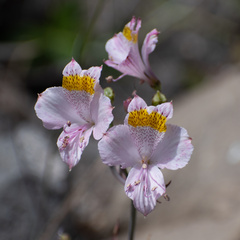 Alstroemeria pallida, photograph (c) Gabriela Cartes, some rights reserved (CC BY)