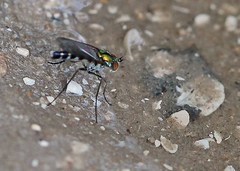 Plagioneurus univittatus