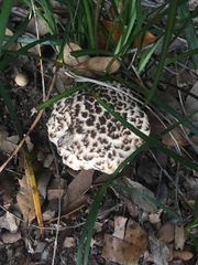 Strobilomyces strobilaceus image