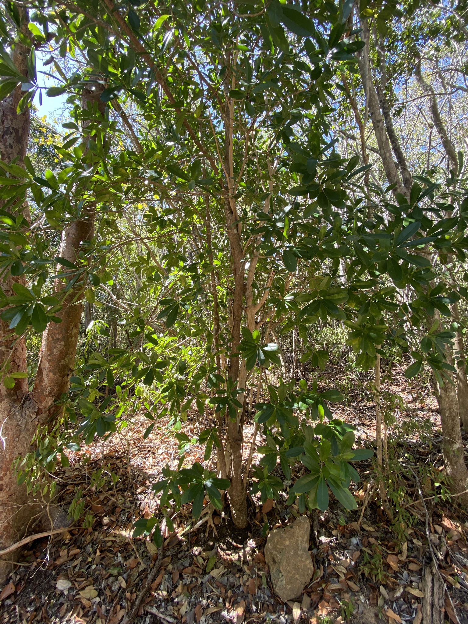 Imagem de Canela-branca