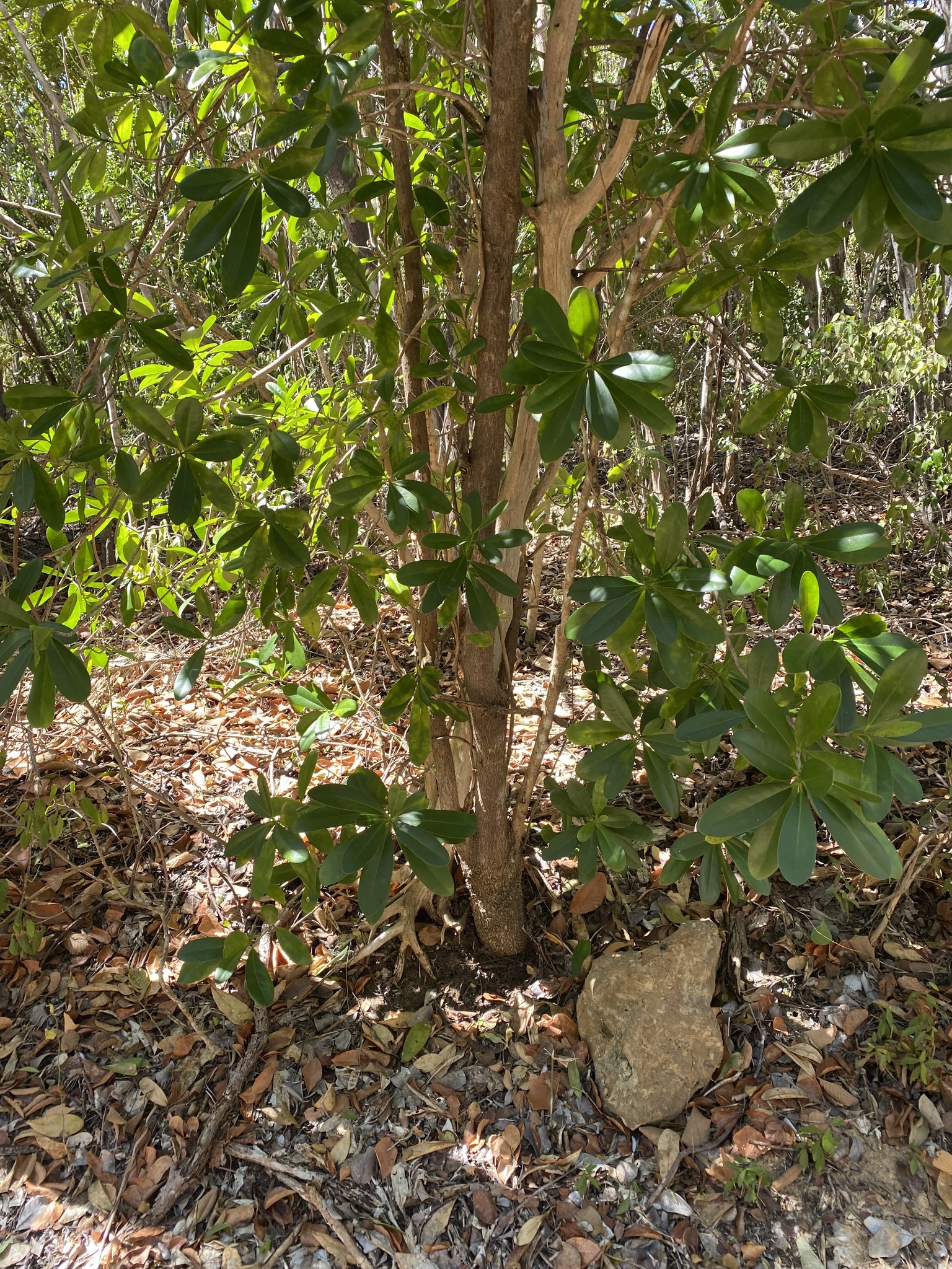 Imagem de Canela-branca