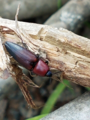 Parallelostethus attenuatus