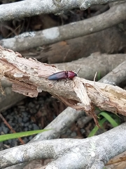 Parallelostethus attenuatus