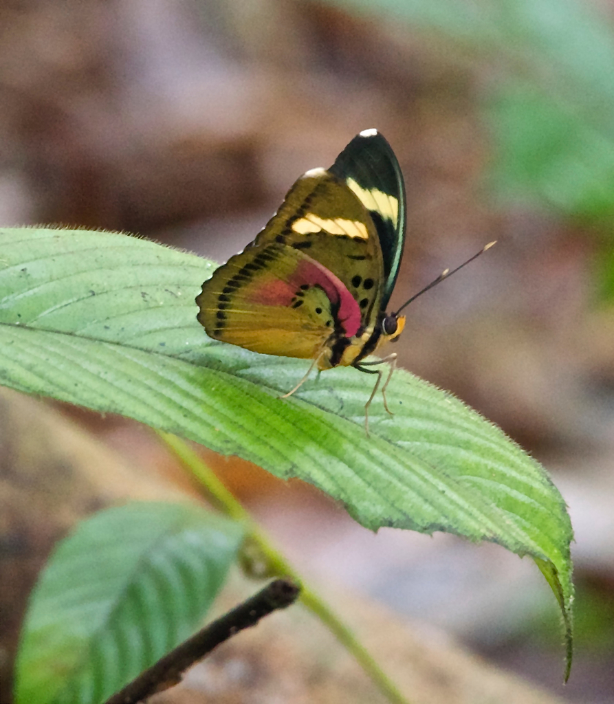 Euphaedra pervaga