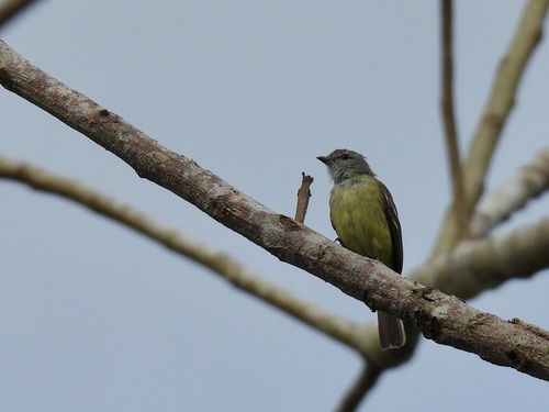Yellow-crowned Tyrannulet (Tyrannulus elatus), photo 7