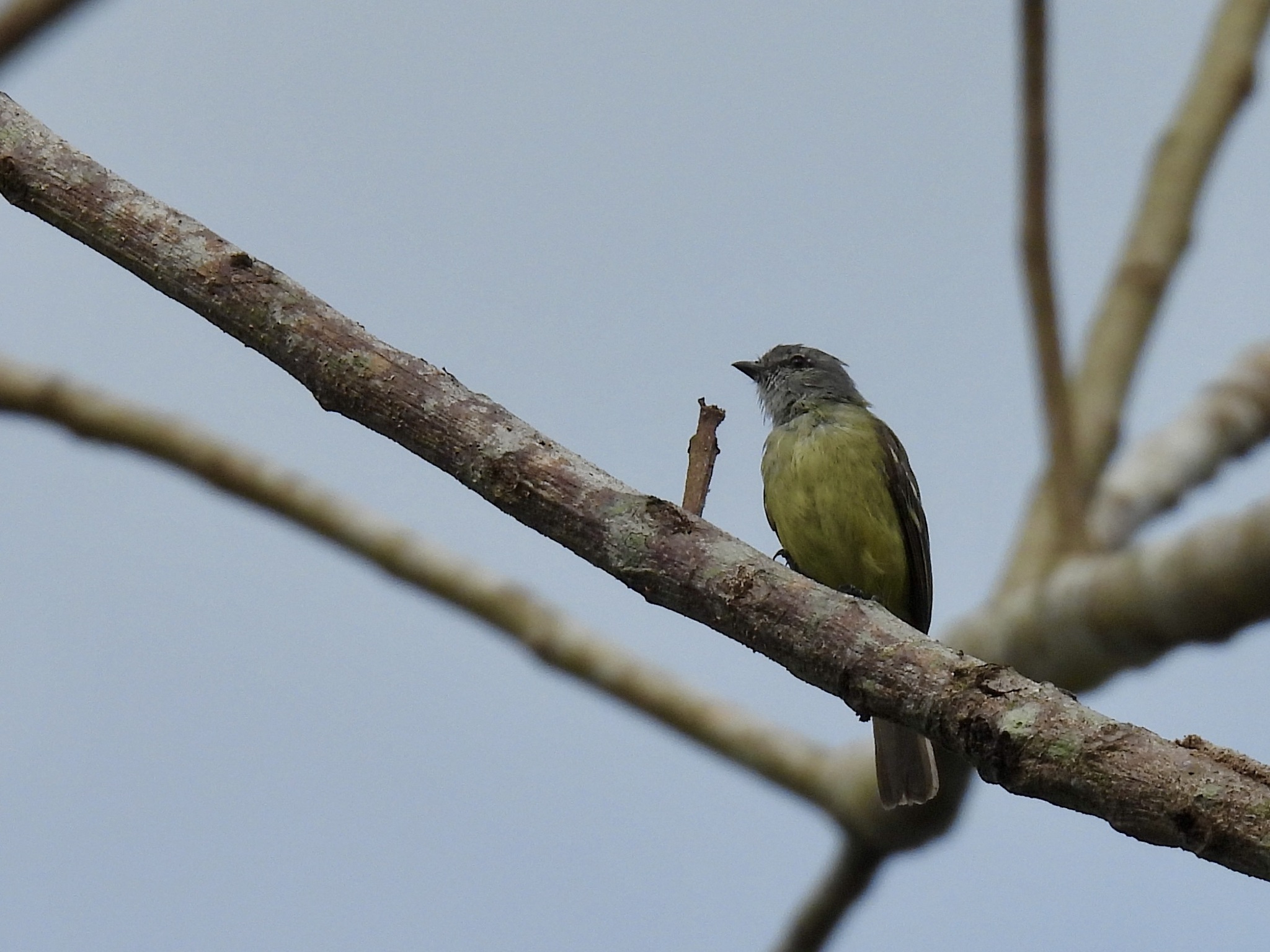 Yellow-crowned Tyrannulet (Tyrannulus elatus), photo 7