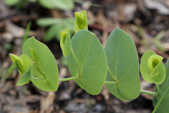 Baptisia perfoliata