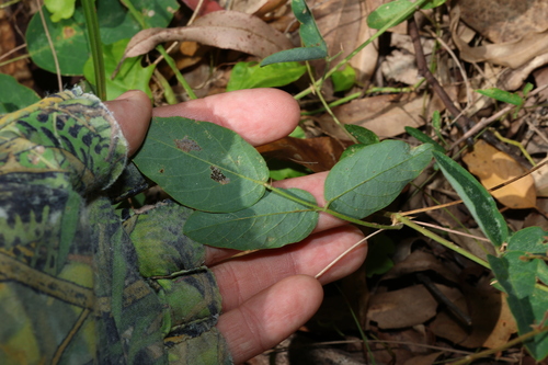 Image of Oxytes brachypoda by (c) Greg Tasney, some rights reserved (CC BY-SA)