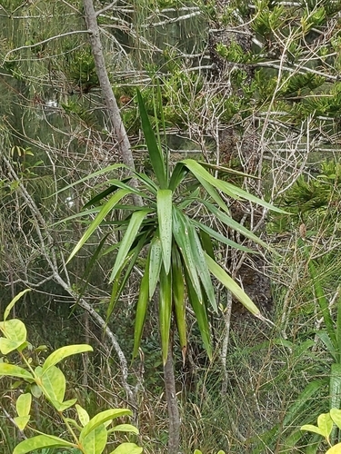 Yucca aloifolia observed 2025-02-16