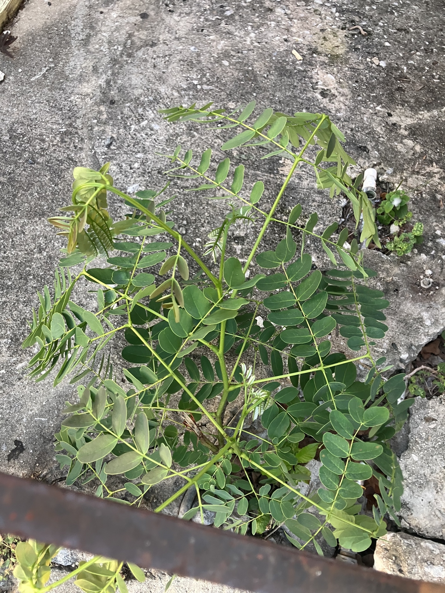 Imagem de Albizia
