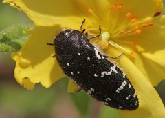 Acmaeodera ornata