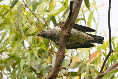 Barred Cuckooshrike (Coracina lineata)