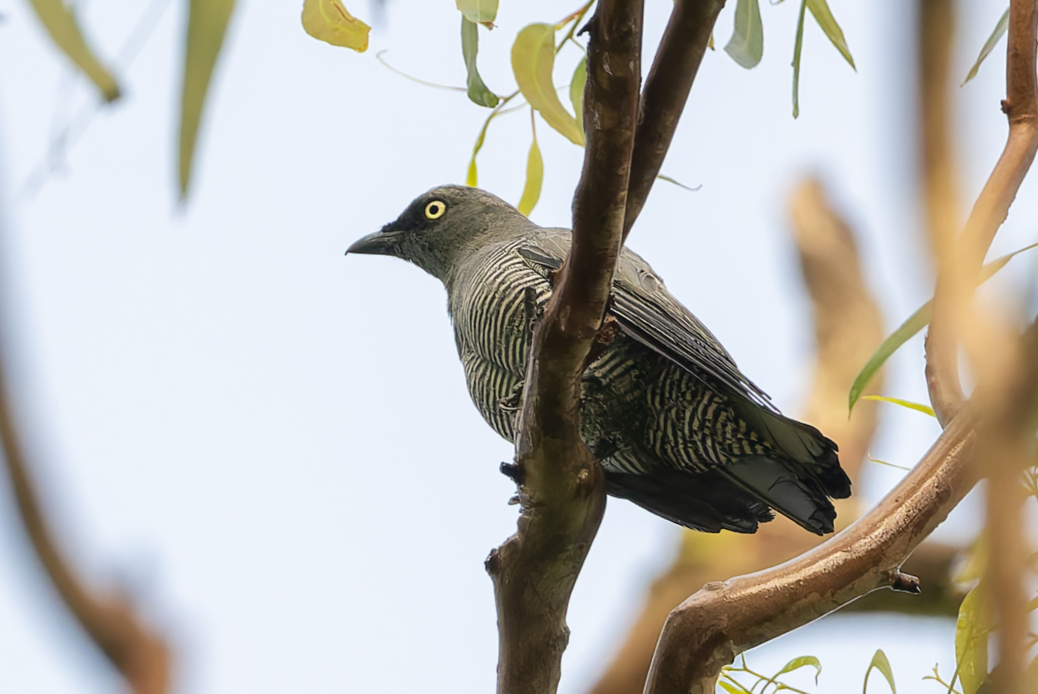 Barred Cuckooshrike (Coracina lineata), photo 2