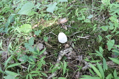 Tylopilus ferrugineus