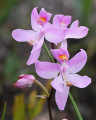 Calopogon