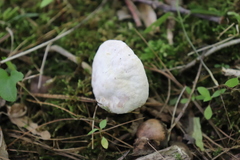 Tylopilus ferrugineus