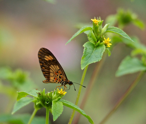 Falls Acraea