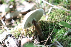 Tylopilus ferrugineus