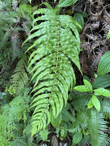 Polycarpa observed 2025-02-16