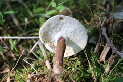 Tylopilus ferrugineus