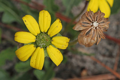 Berlandiera subacaulis