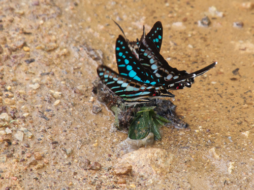 Small Striped Swordtail