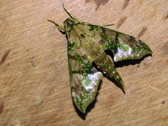Xylophanes zurcheri