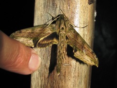 Xylophanes undata