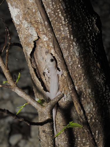 Hemidactylus frenatus
