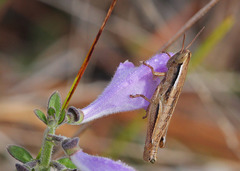 Aptenopedes sphenarioides
