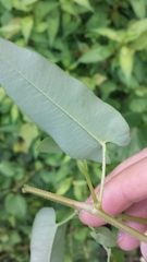 Persicaria sagittata