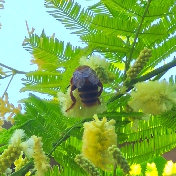 Ptiloglossa tarsata
