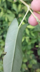 Persicaria sagittata