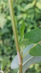 Persicaria sagittata