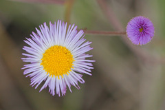Erigeron quercifolius