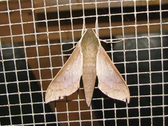 Image of Xylophanes porcus