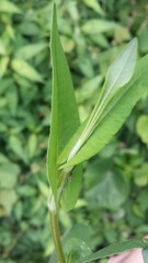 Persicaria sagittata