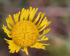 Helenium pinnatifidum