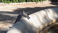 Columba palumbus