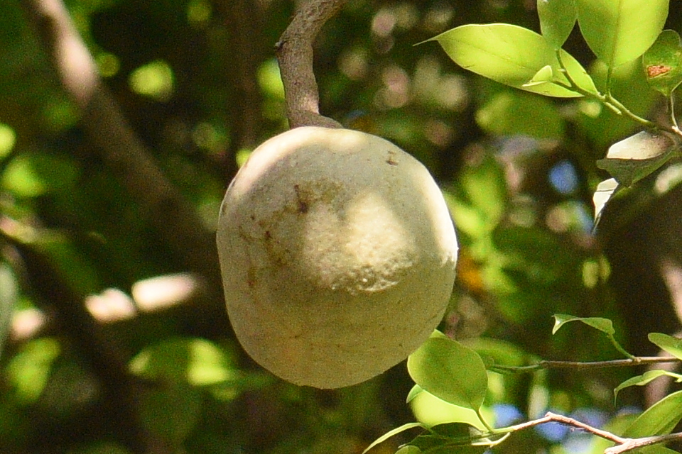 Annona reticulata