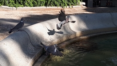 Columba palumbus