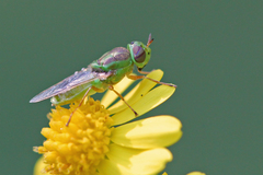 Hedriodiscus trivittatus